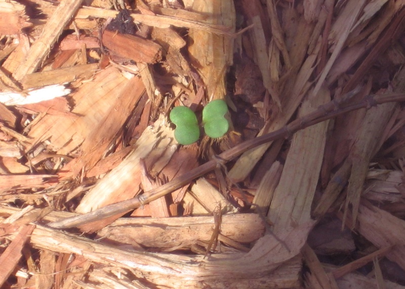 new seedlings peeking out from the mulch Img_7079