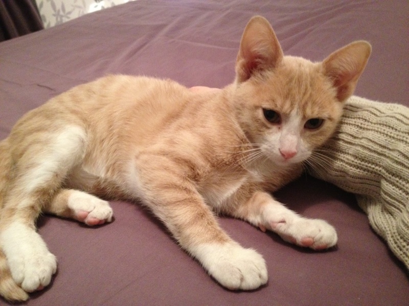 Calin, chaton crème et blanc né en 2013 - réservé Photo_16