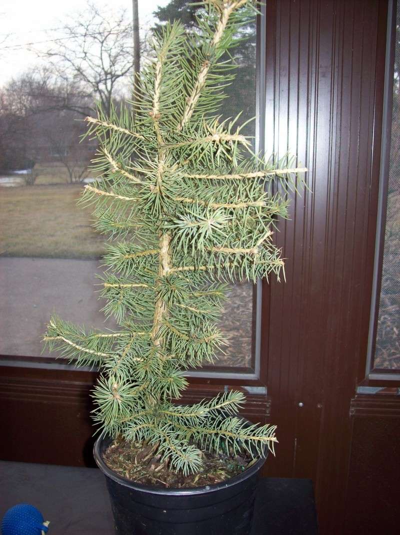 Colorado Blue Spruce-- worth it?  (pics) B_righ10