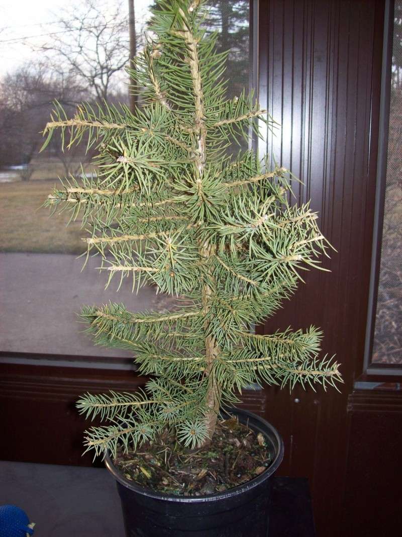 Colorado Blue Spruce-- worth it?  (pics) C_back10