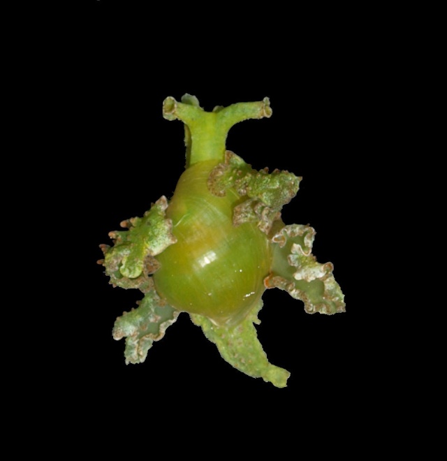Oxynoidae - Lobiger serradifalci (Calcara, 1840) Slug_d10