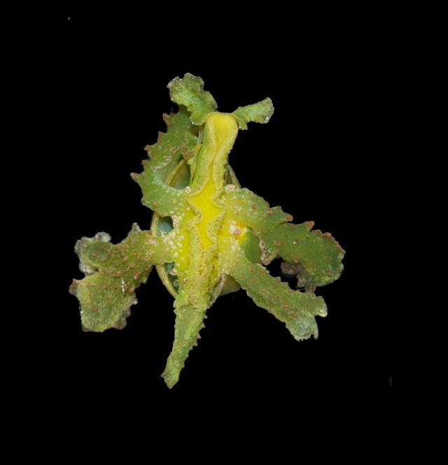 Oxynoidae - Lobiger serradifalci (Calcara, 1840) Slug_v11