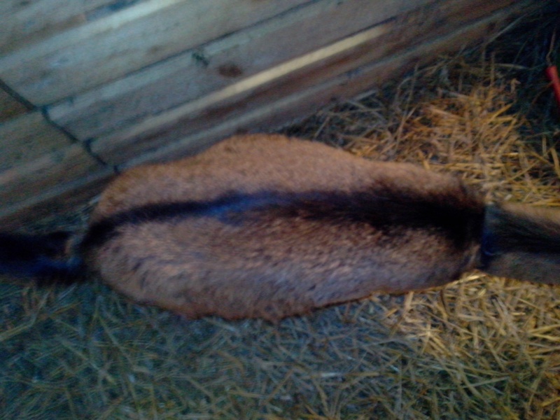 Ma chèvre a du lait !!! Mais bouc castré Bettty10