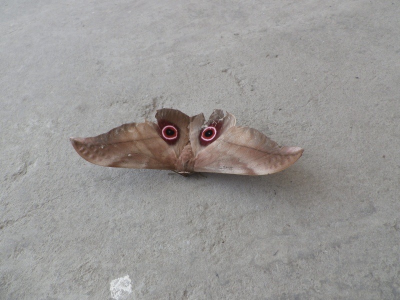 Papillon congo 4 Imgp0712