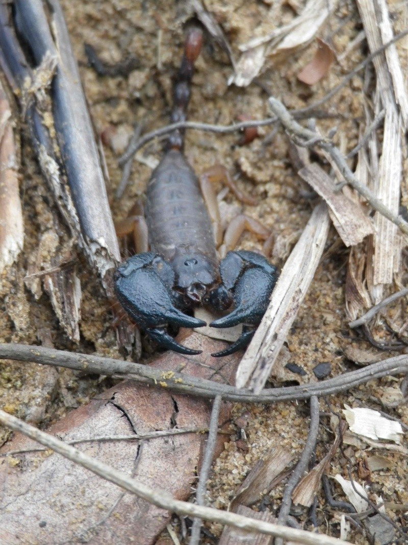 Scorpions du Congo Imgp1510