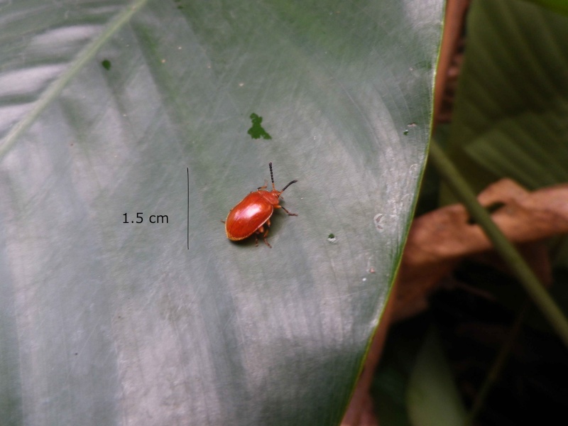 Aide identification insectes Congo Brazzaville Imgp1710