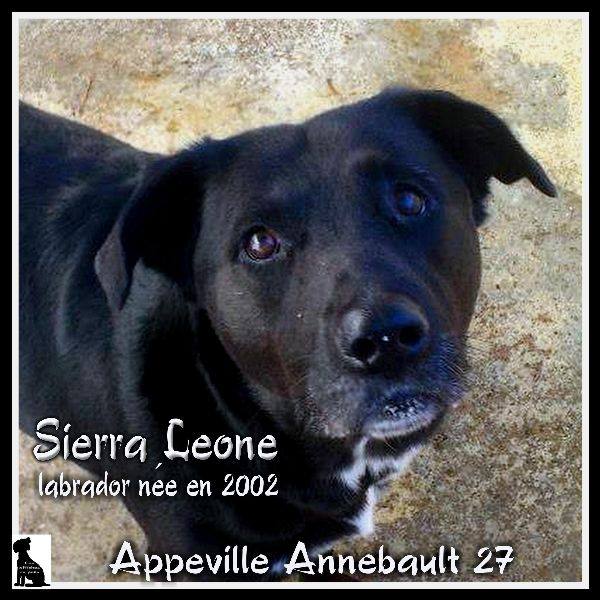 SIERRA LEONE 11 ans et CREVETTE 6 ans labrador- Refuge d'Appeville (27) Sierra10