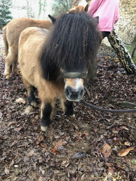 AMULETTE - ONC Poney née en 1998 - adoptée en juin 2016  par Amélie 1150