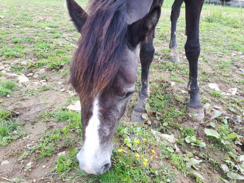 ISADORA - ONCS née en 2018 - adoptée en novembre 2019 par Marine 20200625