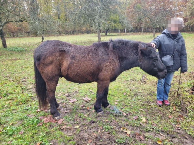 ZEBULON - ONC poney né en 1997 - adopté en mai 2021 par Marie-Christine 20211207