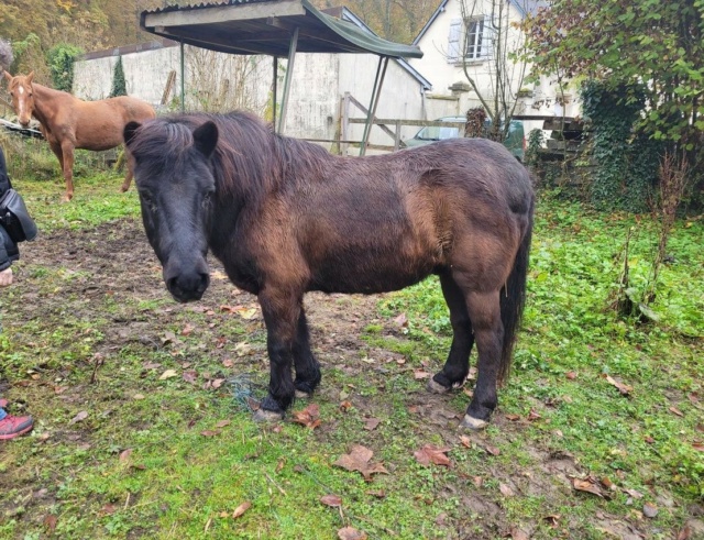 ZEBULON - ONC poney né en 1997 - adopté en mai 2021 par Marie-Christine 20211209