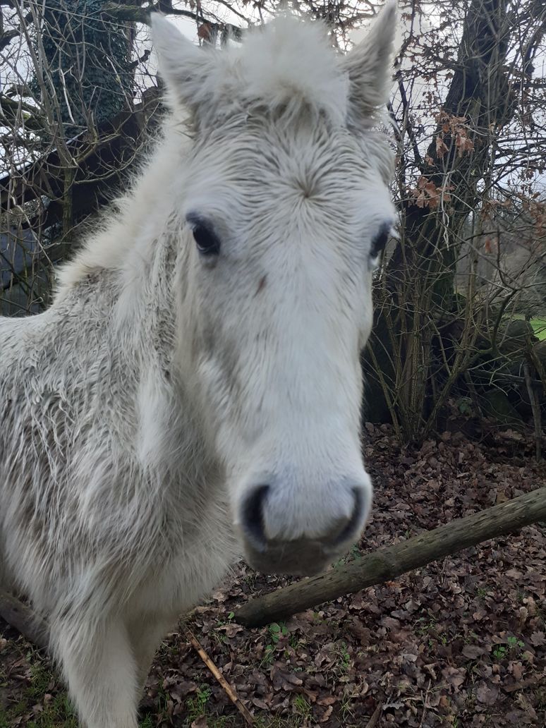 TALISKE (dite Tali) - Poney Welsh née en 2004 - adoptée en septembre 2020 par Anaïs 20230129