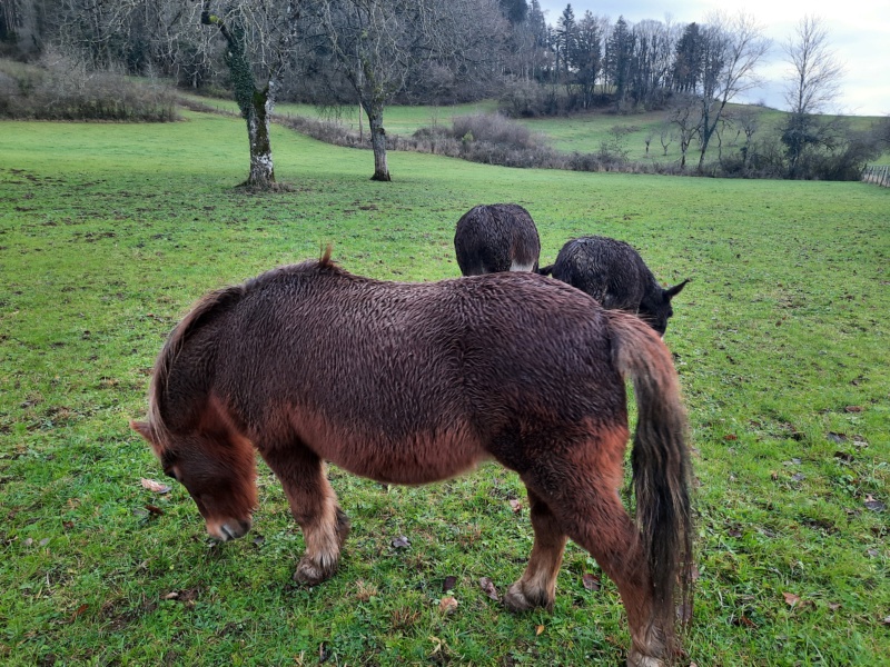 NOISETTE - ONC poney typée shetland née en 2000 - adoptée en juillet 2013 par Patrick  - Page 3 20231236