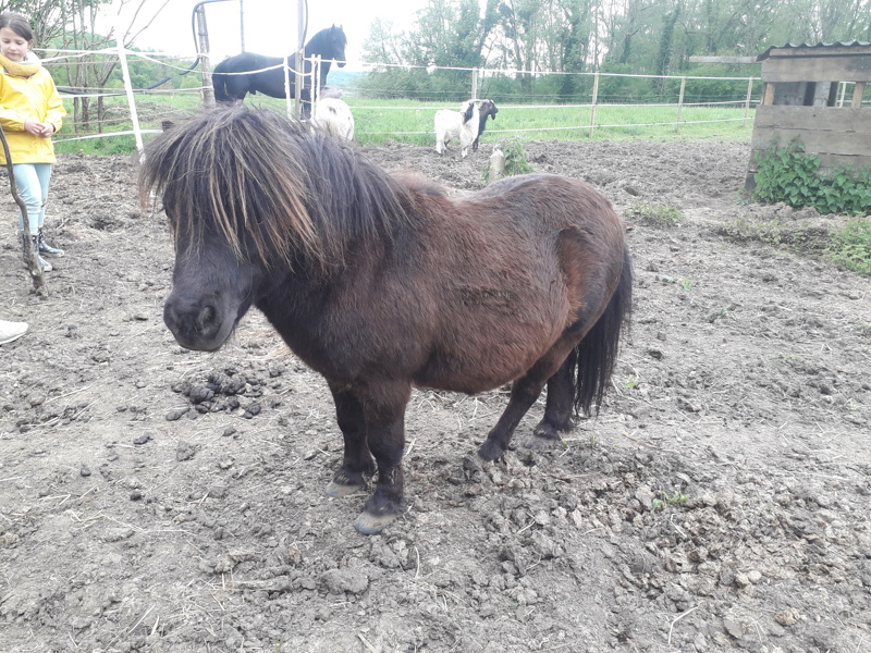 PETIT TONNERRE - ONC Poney typé Shetland né en 2015 - adopté en septembre 2021 par Cathy 20240471