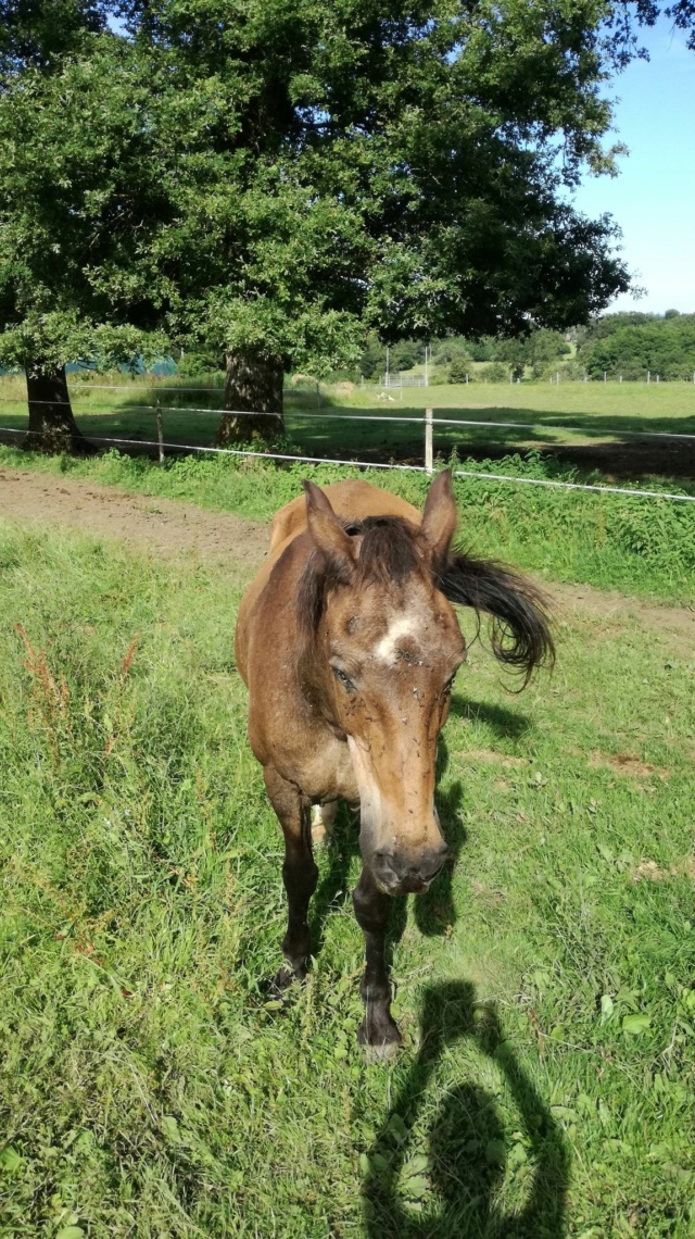 BANDIT - ONC Poney né en 1991 - adopté en septembre 2015 par Joëlle  //  Le plus beau papy poney du Limousin et d'ailleurs - Page 5 23211812