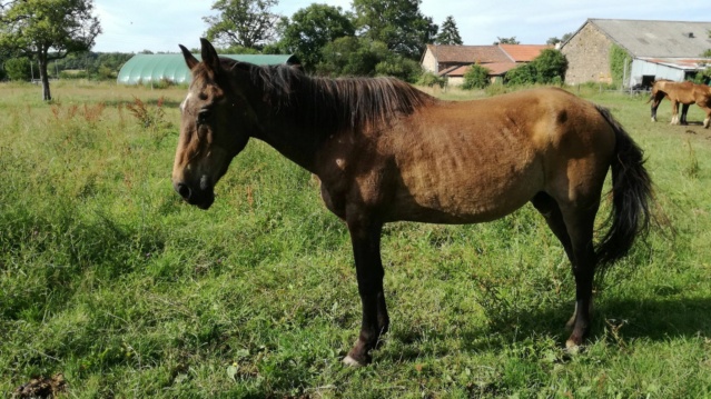 BANDIT - ONC Poney né en 1991 - adopté en septembre 2015 par Joëlle  //  Le plus beau papy poney du Limousin et d'ailleurs - Page 5 23319911