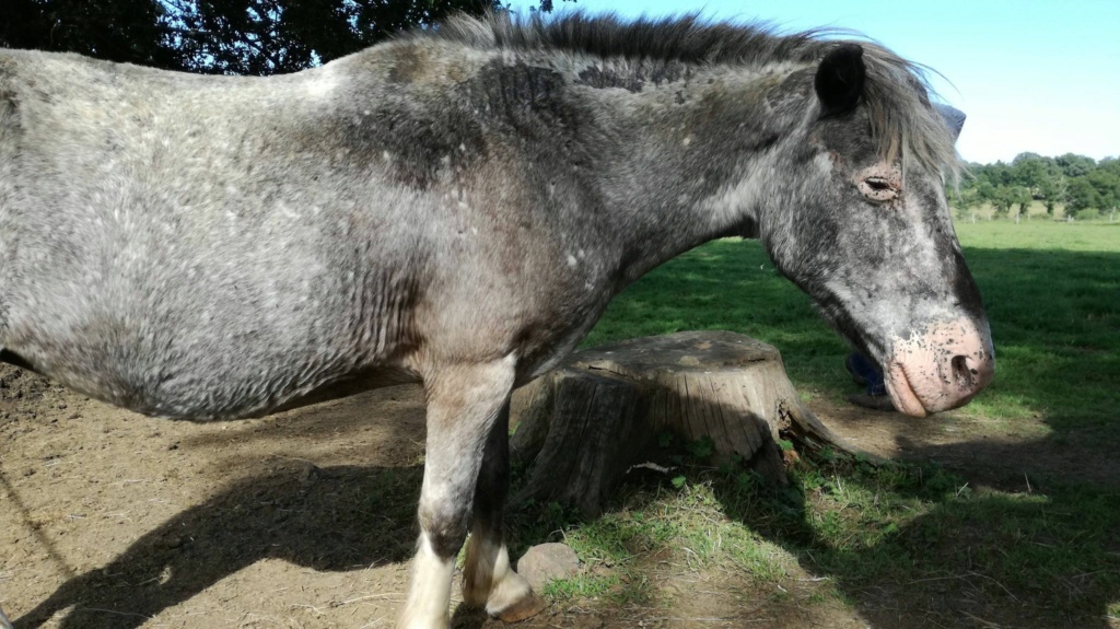 GRISETTE - ONC Poney née en 1989 - adoptée en janvier 2016 par Thierry - Page 2 23902911