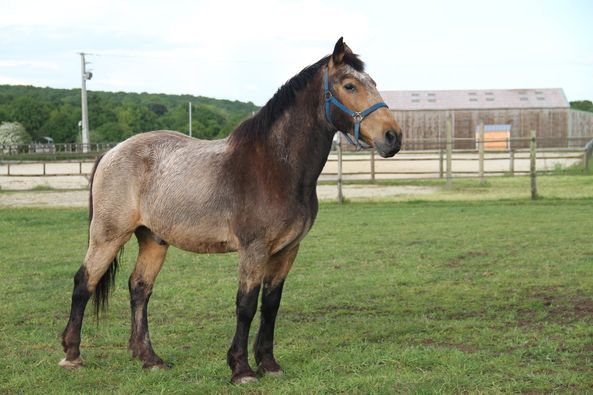 VOUVRAY - Poney X New Forest né en 1987 - adopté en mai 2013 par Marie.B - Page 3 25952010