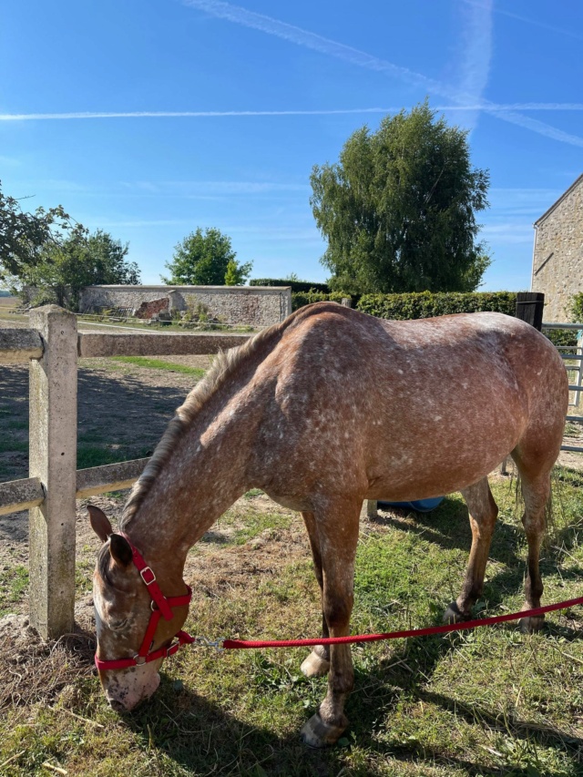 NINA - ONCP née en 2001 - adoptée en juillet 2022 par Myriam 29476913