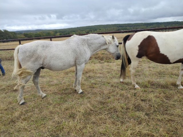 LEVIS - Connemara PP né en 1999 - adopté en décembre 2016 par Marie-B 30719011