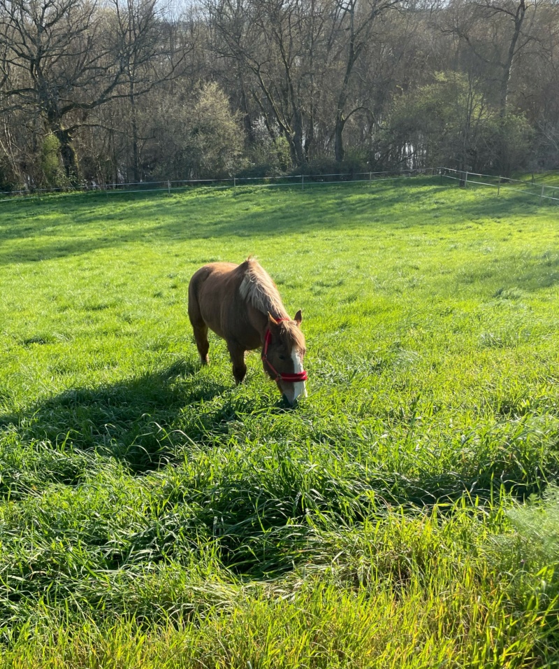 ARLEQUIN – Trait Breton né en 2010 - adopté en mars 2024 par Camille 3156