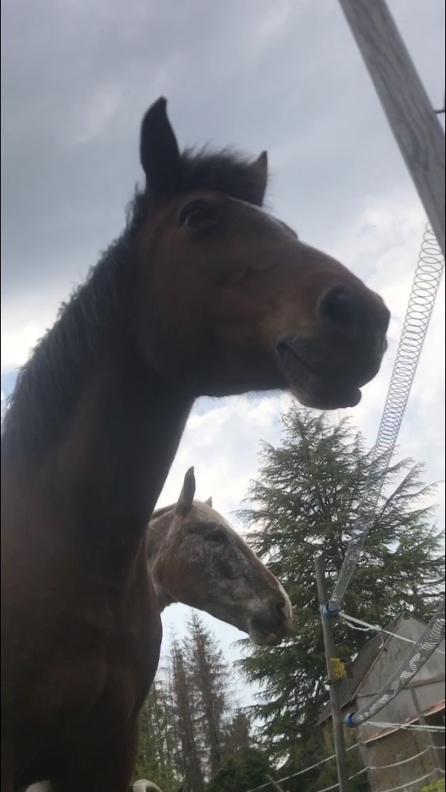 NEIGE - poney née en 2001 - adoptée en octobre 2018 par Stéphanie 354