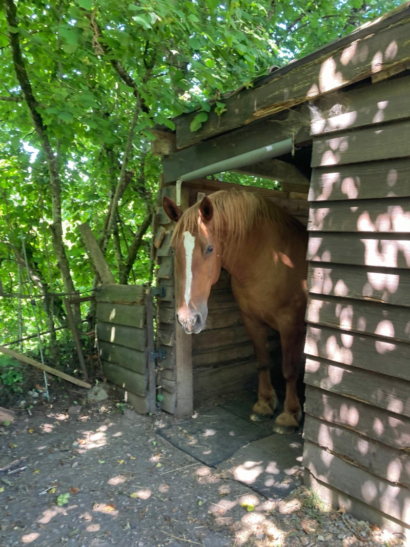 LIBELULE - Cob normand née en 1999 - Adoptée en février 2018 par Isabelle - Page 2 35866511