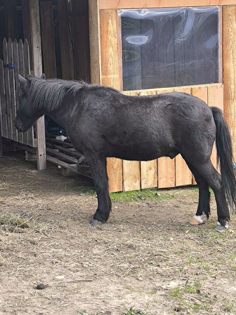 BLACKY - ONCP né en 2003 - adopté en mai 2024 par Caroline 46257212