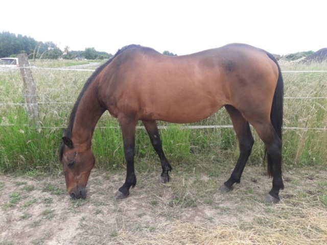 REINE – ONCS née en 2000 – adoptée en mars 2019 par Virginie 65619511