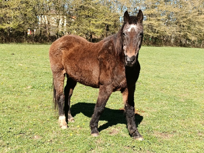 BANDIT - ONC Poney né en 1991 - adopté en septembre 2015 par Joëlle  //  Le plus beau papy poney du Limousin et d'ailleurs - Page 6 Bandit20