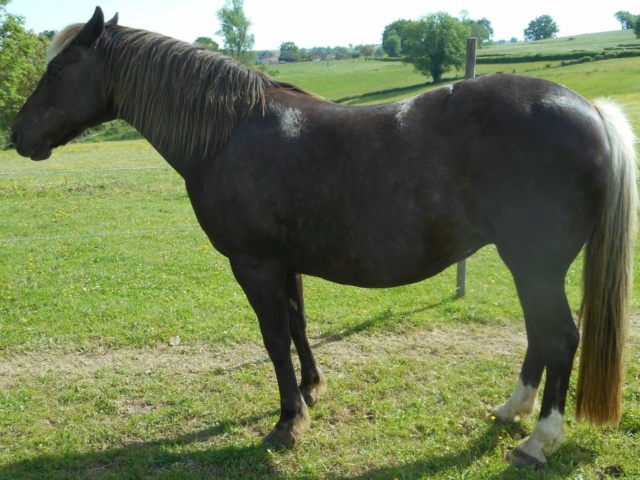 PELIPA - ONC Poney née en 2007 - adoptée en septembre 2014 par Ceed - Page 13 Dscn7153