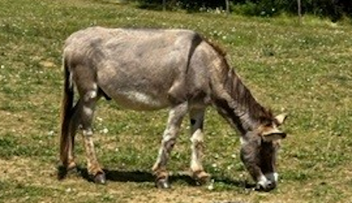 DIDOU - âne né en 2008  - adopté en mars 2011 par Comtois&co - Page 3 Image234