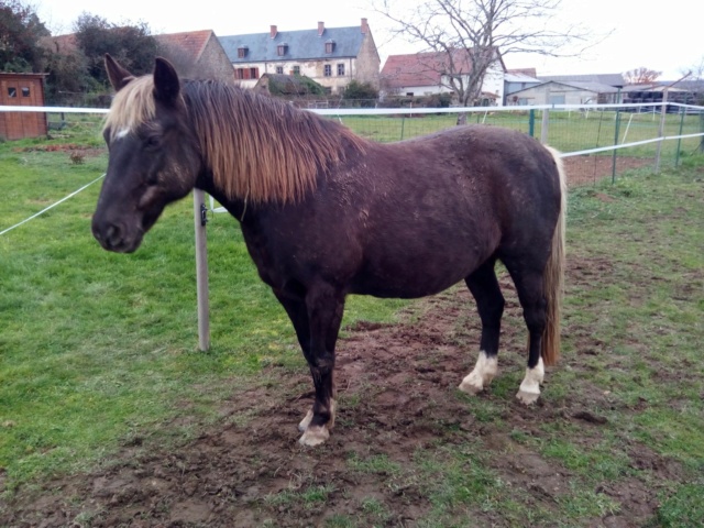 PELIPA - ONC Poney née en 2007 - adoptée en septembre 2014 par Ceed - Page 12 Img_2242