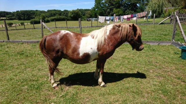 INDIANA - ONC Poney née en 2000 - adoptée en septembre 2018 par Alexandre Indian25