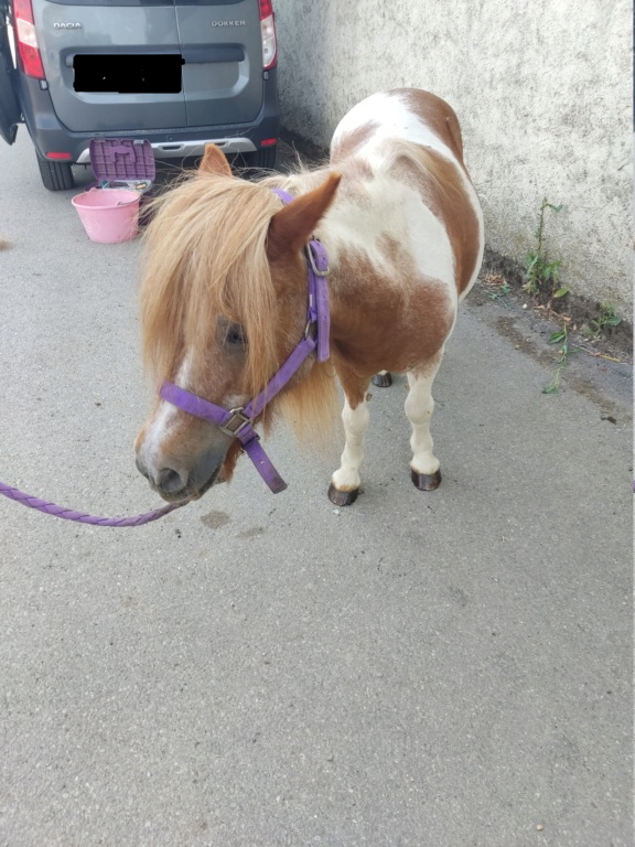 JONQUILLE - ONC Poney née en 1997 - adoptée en août 2016 par Pauline Jonqui10