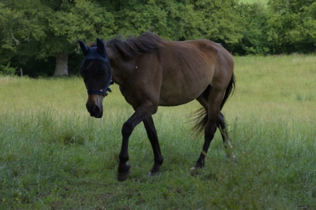 BANDIT - ONC Poney né en 1991 - adopté en septembre 2015 par Joëlle  //  Le plus beau papy poney du Limousin et d'ailleurs - Page 5 Mar_6810