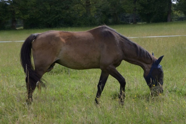 BANDIT - ONC Poney né en 1991 - adopté en septembre 2015 par Joëlle  //  Le plus beau papy poney du Limousin et d'ailleurs - Page 5 Mar_6811
