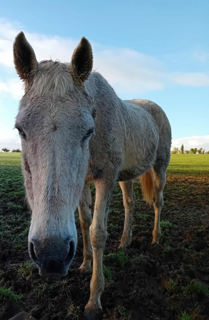 (61) MISS GHEERA - AAC née en 2000 - 165 euros + don libre Miss_g16