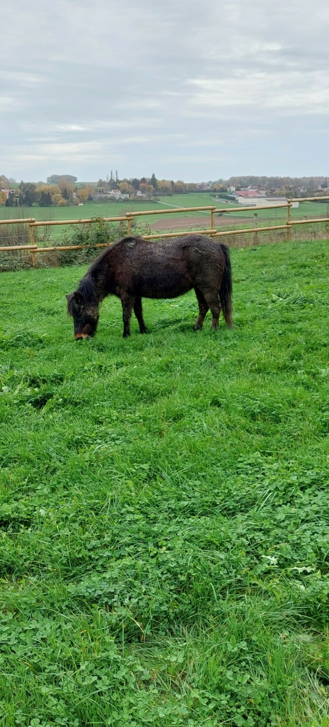 MYRTILLE - ONC Poney née en 2000 - adoptée en juillet 2022 par Ophélia Myrtil14