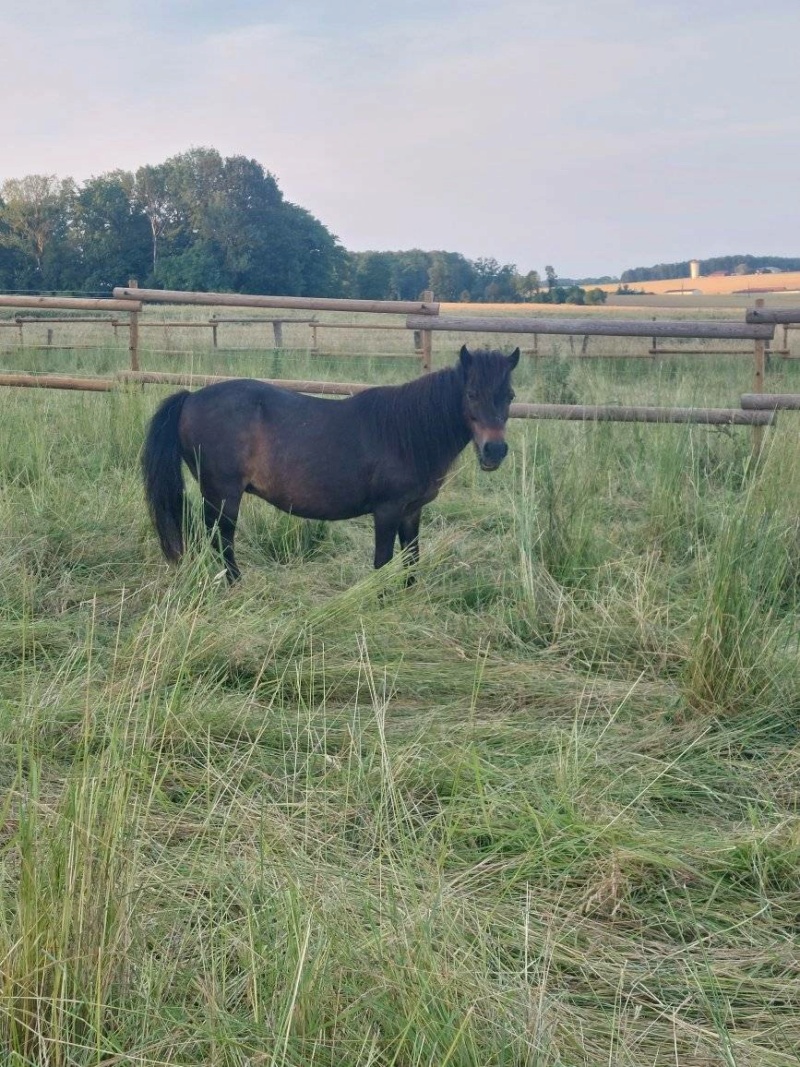 MYRTILLE - ONC Poney née en 2000 - adoptée en juillet 2022 par Ophélia Myrtil16