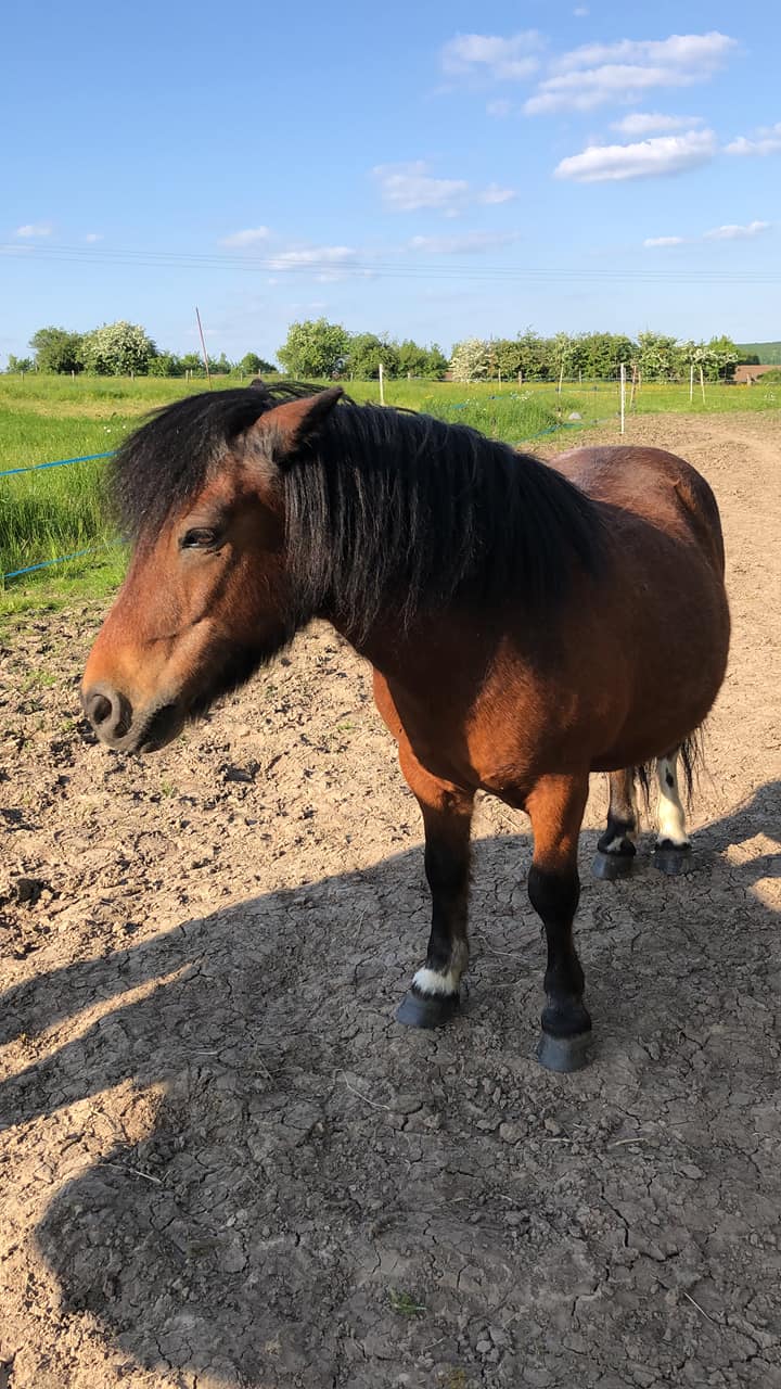 OSCAR - ONC poney né en 2002 - adopté en octobre 2019 par Carol Oscar10
