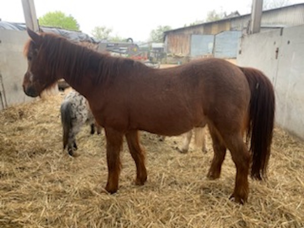 HOUBLI - OI poney né en 1995 - adopté en mai 2014 par Gaëlle Oubli10