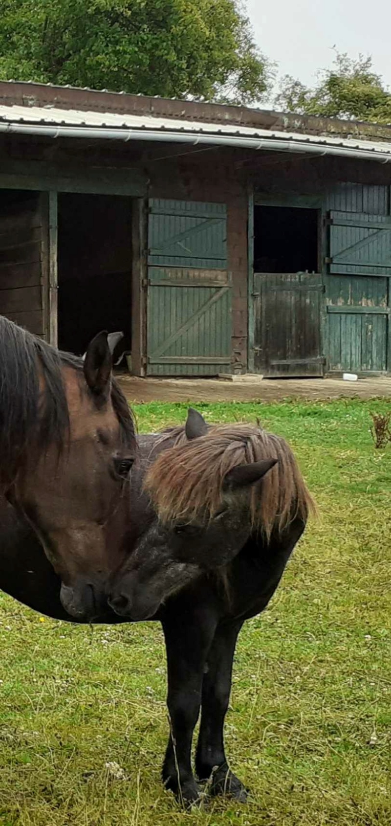 reine - REINE - ONCS née en 2000 - adoptée en août 2023 par Marie-Caroline Reine16