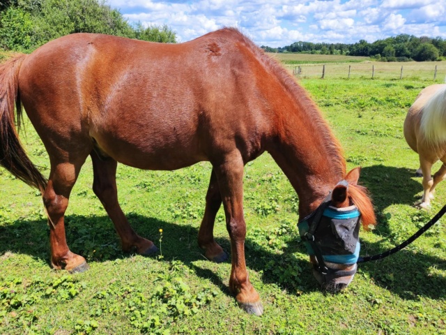 DOLLAR - OI type poney né en  1991 - adopté en janvier 2022 par Christelle Whatsa49