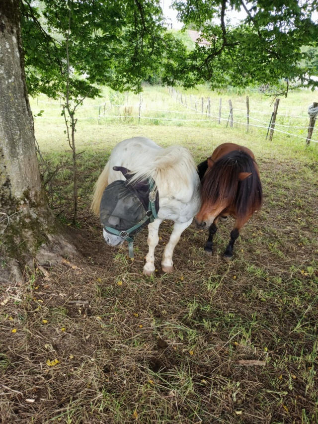  PICATCHOU - ONC Poney né 2002 - adopté en  octobre 2020 par Sidonie et Florian Whatsa85