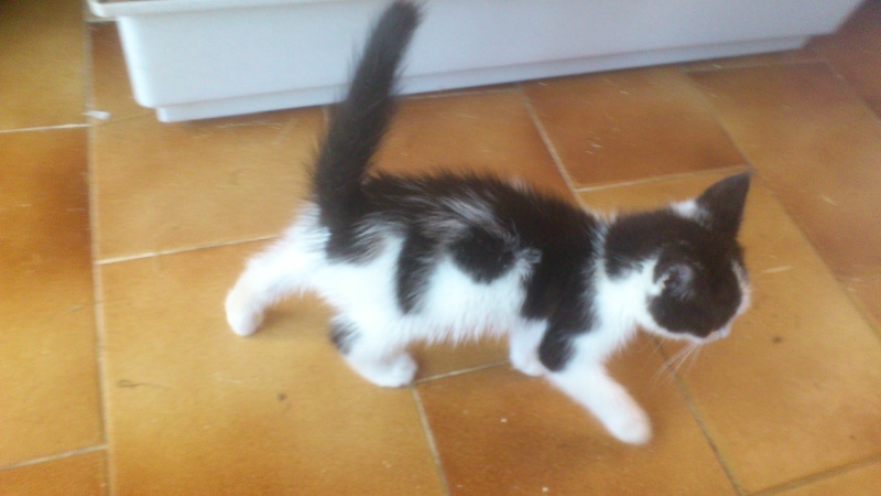 À adopter, Ildy, chaton (F) noire et blanche, 10 mois, en FA dans le 04, [AEVANA] Dsc_1010