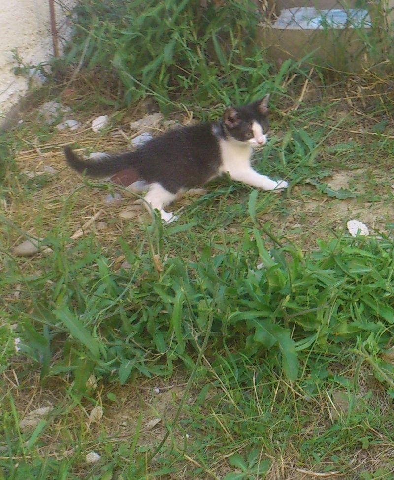 À adopter, Ilona, chaton (F) noire et blanche, 3 mois, FA dans le 04, [AEVANA] Sans_t10