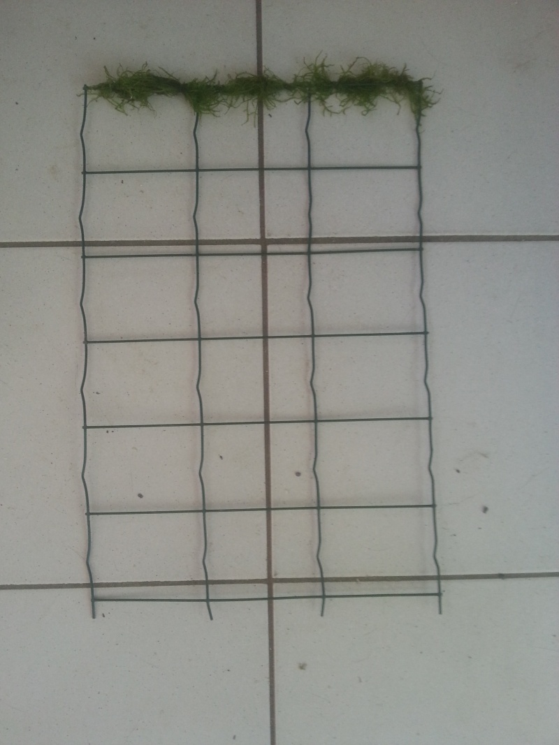 Comment faire un mur végétal dans un aquarium 20130810