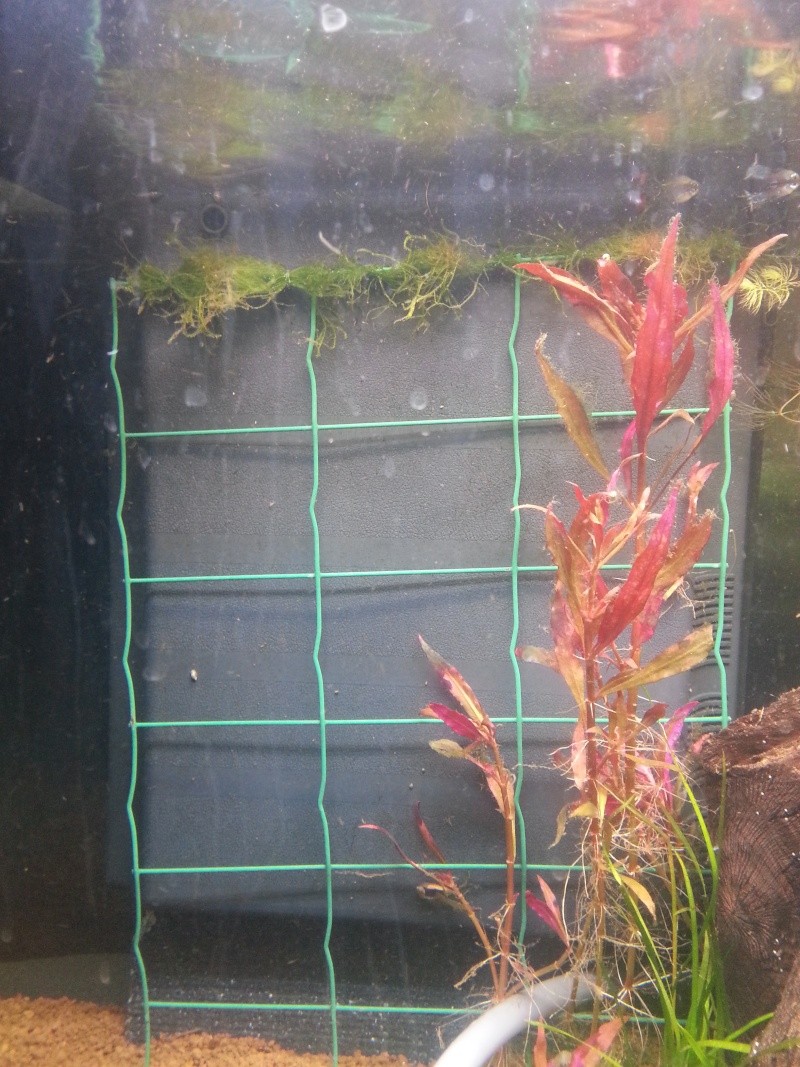 Comment faire un mur végétal dans un aquarium 20130811