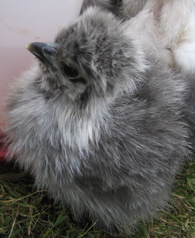 problème avec un poussin de deux mois Gribou10